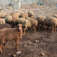 ۳۰راس بره ماده .دامازدیغ.