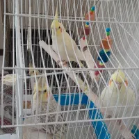 پرندگان عروس هلندی