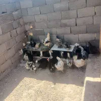 مرغ گلین