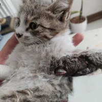 بچه گربه 9ماهه نر سفید طوسی طرح پلنگی