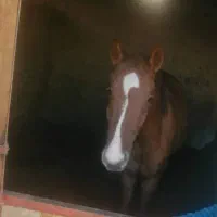 فروش نریان دره شوری به نازل ترین قیمت