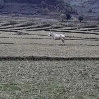 دو عدد اسب مادیان
