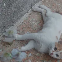 گمشده در پارک بعثت شیراز