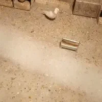 طوقی|پرنده|پیر بکران, |دیوار