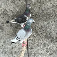 کفتر سبز پولک