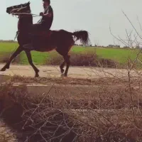 مادیان عرب