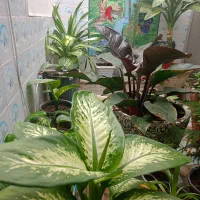 گیاه دیفن باخیا