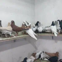 کبوتر پرشی هم جفتی|پرنده|اسفرورین, |دیوار