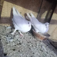 کفتر|پرنده|قم, نیروگاه|دیوار