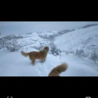 سگ گلگی دهن پاک