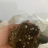 رسیدگی به گیاهان آپارتمانی