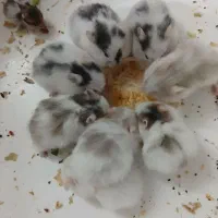 همستر دوماهه کاملا دستی وخونگی