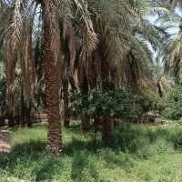 باغ خرما|فروش دفتر صنعتی، کشاورزی، تجاری|بم, |دیوار