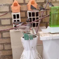 فنچ ماده اماده سالم و سرحال