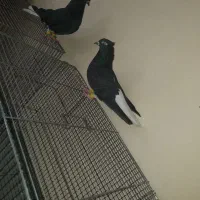 اشعل سیاه|پرنده|بندر امام خمینی, |دیوار