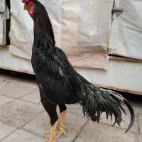 خروس لاری اوشامو|حیوانات مزرعه|چهاردانگه (تهران), |دیوار