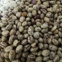 لوبیا چیتی درجه یک