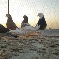 کله سرخ ماده چشم چینگ سفید جفتگاه و پرشی