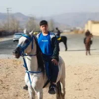 اسب عرب ایرانی