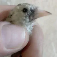 جوجه سهره نر تضمینی همه حلبه دار گل بلند|پرنده|ری, صفاییه (چشمه علی)|دیوار