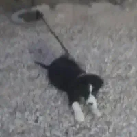 واگذاری توله سگ