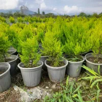 کاج لاوسون|گل و گیاه طبیعی|شیرود, |دیوار