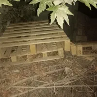 پالت نو