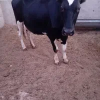 فروش گاو ماده