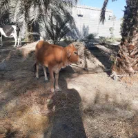 فروش گاو آبستن ۵ ماه شکم دوم به همراه گوساله۷ماهه|حیوانات مزرعه|میناب, |دیوار