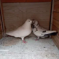 جفت کبوتر پرشی|پرنده|رشت, قاسمیه|دیوار