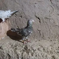 کبوتر نقاب|پرنده|جوین, |دیوار