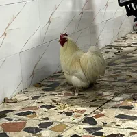 خروس|پرنده|رشت, معلولین|دیوار