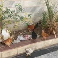 جوجه مرغ و بلدرچین تخم گزار|حیوانات مزرعه|بیرجند, |دیوار