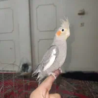 سه تا جوجه عروس هلندی|پرنده|دورود, |دیوار