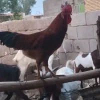 خروس محلی اصل