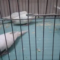 مرغ عشق|پرنده|پیرانشهر, |دیوار