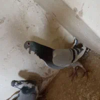 کبوتر پلاکی|پرنده|خمینیشهر, |دیوار