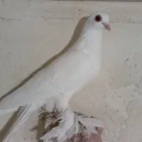 کبوتر|پرنده|تبریز, |دیوار