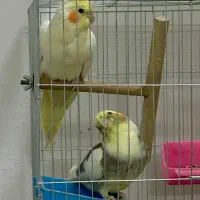 عروس هلندی (زیبا و سخنگو)|پرنده|بیرجند, |دیوار