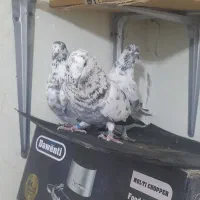 کبوتر پرشی سوسی|پرنده|میانه, |دیوار