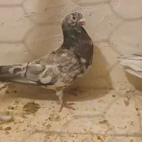جفت سرور