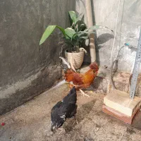 مرغ خروس