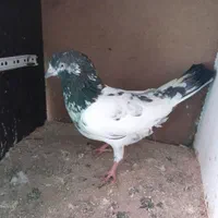 پیداشده