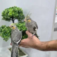 دو عدد عروس سینامون فول دستی