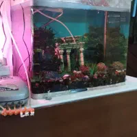 آکواریوم لوکس|ماهی|تهران, آشتیانی|دیوار