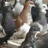 ۴۰ تا کفتر رنگه