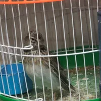 سهره خاکی معاوضه|پرنده|خاش, |دیوار