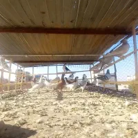 کبوتر رنگی نر وماده قاطی