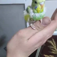 مرغ عشق دورگه|پرنده|تهران, علم و صنعت|دیوار