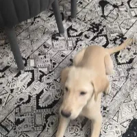 واگذاری توله لابرادور روتریور4ماهه نر